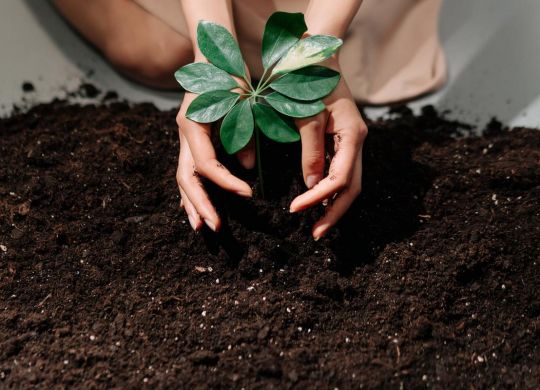 Mulher plantando uma muda e assim praticando a sustentabilidade.