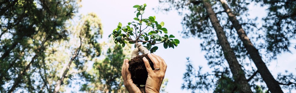 Mãos segurando um broto de árvore em uma floresta natural, simbolizando a importância do manejo florestal sustentável.