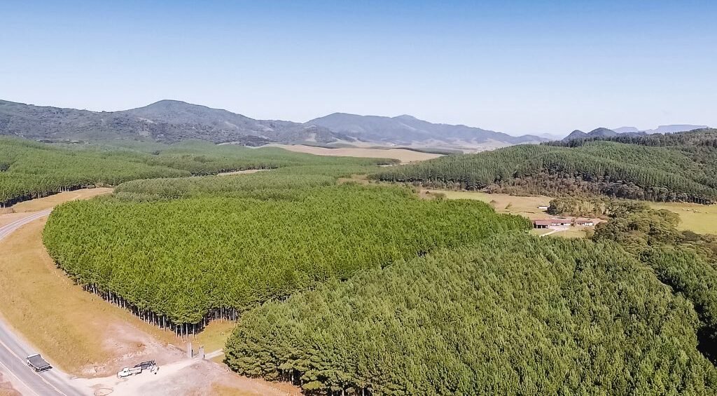 Fazendo de cultivo para produção de decoração com madeira da Santa Luzia