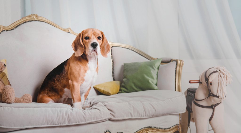 Projeto pet-friendly em decoração para quem gosta de animais. Temos um cachorro beagle em cima de um sofá, com almofadas e brinquedos.