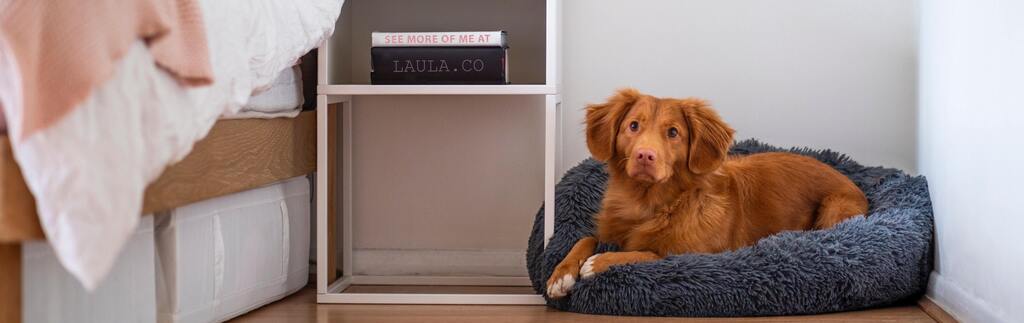 Pet-friendly project at home