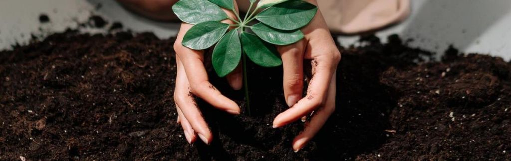 Mulher plantando uma muda e assim praticando a sustentabilidade.