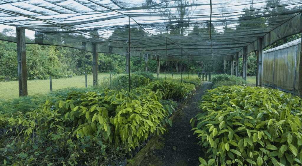 A Moldurarte preza o cultivo familiar e sustentabilidade