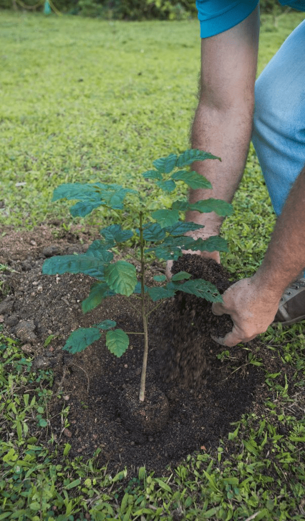 A fazenda da Moldurarte em Braço do Norte ajuda várias famílias da região