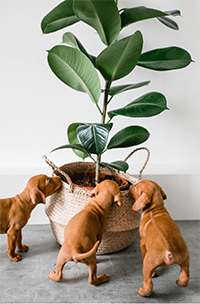 Espaço para cachorro decorado com plantas, que provavelmente são pet friendly, onde três filhotinhos cheiros curiosos.