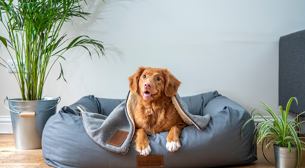 Espaço para cachorro decorado com plantas e uma cama confortável.